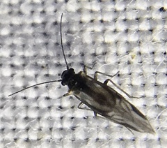 Elipsocus hyalinus