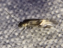 Elipsocus hyalinus
