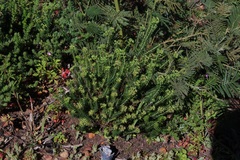 Euphorbia genistoides
