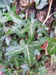 Hedera helix