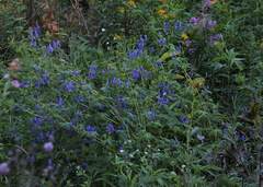 Aconitum fischeri