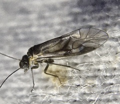 Elipsocus hyalinus