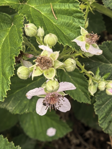 White Bramble (Rubus rigidus)