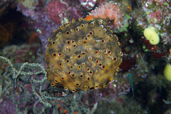 Polyandrocarpa polypora