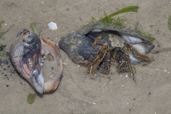 Clibanarius infraspinatus