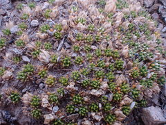 Colobanthus brevisepalus