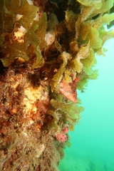 Hypoplectrodes nigroruber