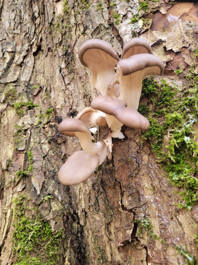 Pleurotus ostreatus · November 2025 · photo: © jana682 (iNaturalist, cc-by)