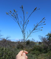 Thesium patulum
