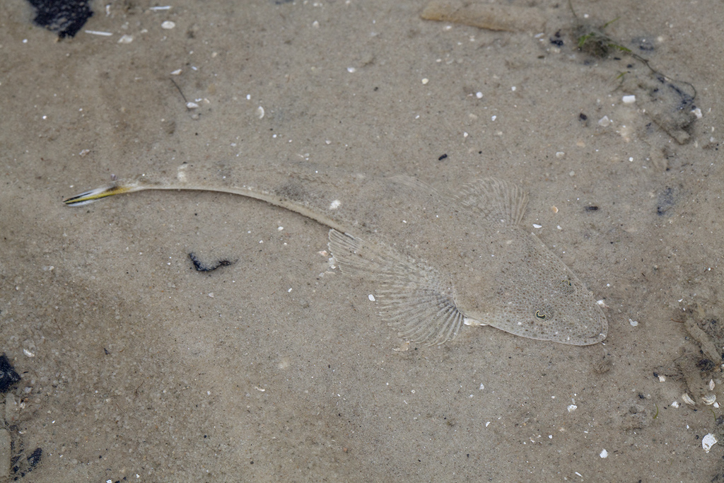 Indian Flathead