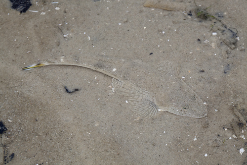 Bartail Flathead