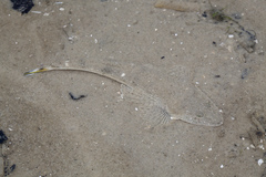 Platycephalus indicus