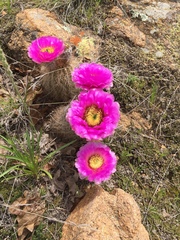 Echinocereus reichenbachii baileyi