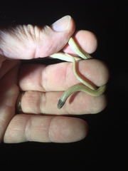 Tantilla hobartsmithi