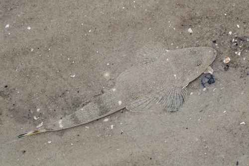Bartail Flathead