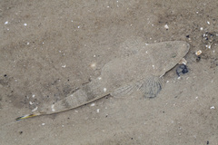 Platycephalus indicus