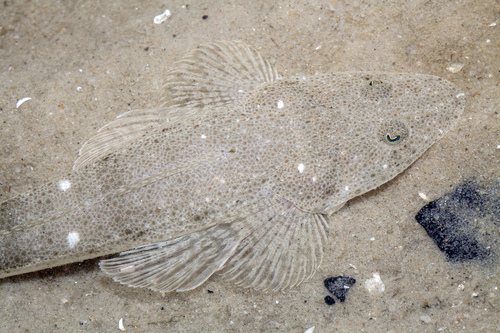 Bartail Flathead