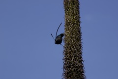 Nectarinia johnstoni