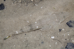 Platycephalus indicus