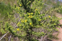 Aspalathus astroites