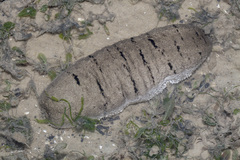 Holothuria scabra