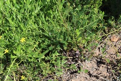 Euphorbia genistoides