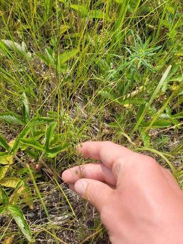 Field Bastard-toadflax (Thesium ramosum)