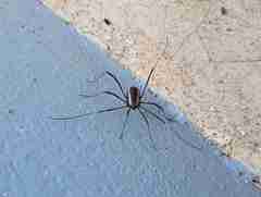 Systenocentrus luteobiseriatus