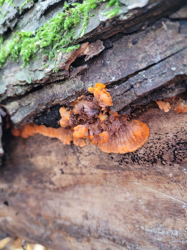 Phlebia radiata · November 2025 · photo: © jana682 (iNaturalist, cc-by)