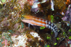 Ecsenius fijiensis