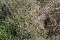 Thesium patulum