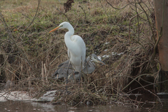 Ardea alba