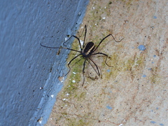 Systenocentrus luteobiseriatus