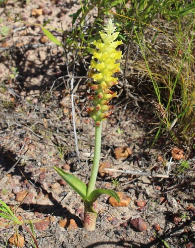 Image of Lachenalia longibracteata by (c) Brian du Preez, some rights reserved (CC BY-SA)