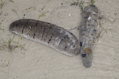 Holothuria scabra