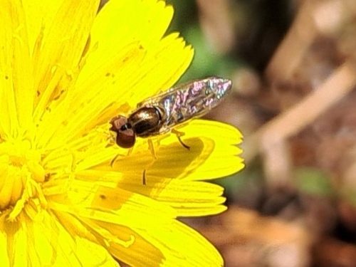 Unknown species found near Hope Mills, NC, USA