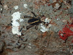 Systenocentrus luteobiseriatus