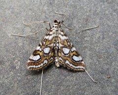 Elophila ekthlipsis