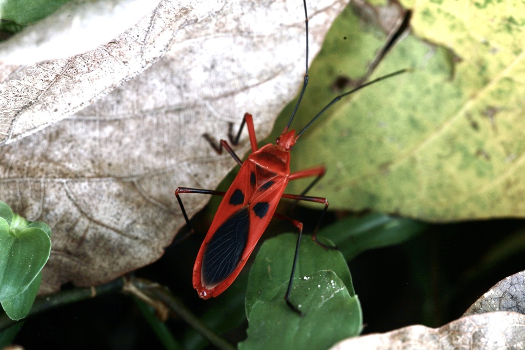 Macrocheraia grandis