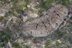 Holothuria scabra