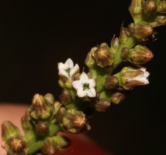 Thesium patulum
