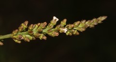 Thesium patulum