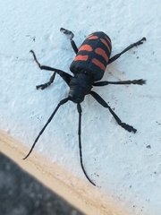 Ceroplesis capensis