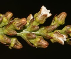 Thesium patulum