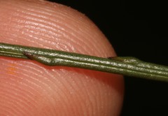Thesium patulum