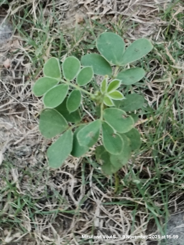 Oneleaf Senna (Senna uniflora)