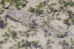 Holothuria scabra
