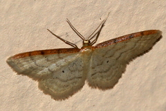 Idaea humiliata