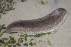 Holothuria scabra