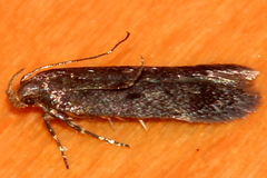 Aproaerema anthyllidella